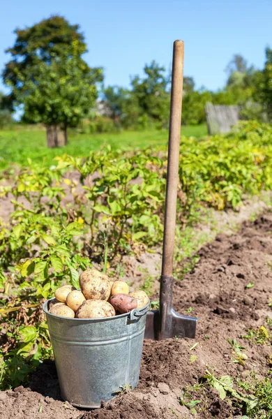 Récolte de jeunes pommes de terre fraîches non lavées avec seau en métal — Photo
