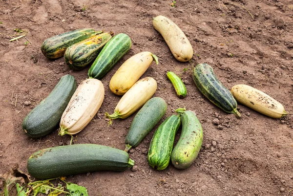 Large yellow and green zucchini in the vegetable garden — Stock Photo, Image