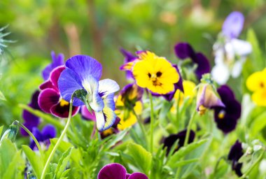 Güzel hanım evlatları bahçede kapatın. Bahar çiçekleri 