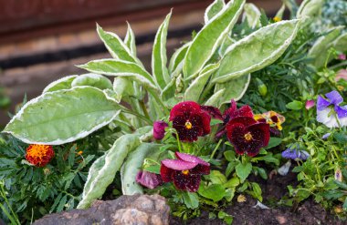 Güzel hanım evlatları bahçede kapatın. Bahar çiçekleri 