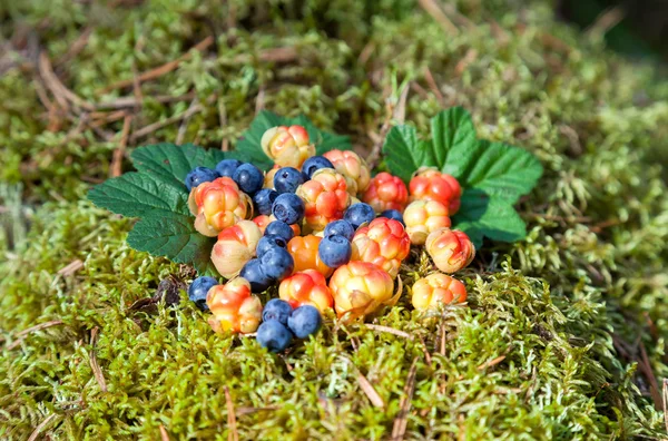 Lesní plody na zelené vegetativní pozadí v lese — Stock fotografie