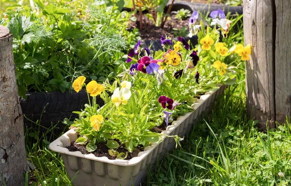 Hermosas Pansies o Violas creciendo en el jardín de primavera —  Fotos de Stock
