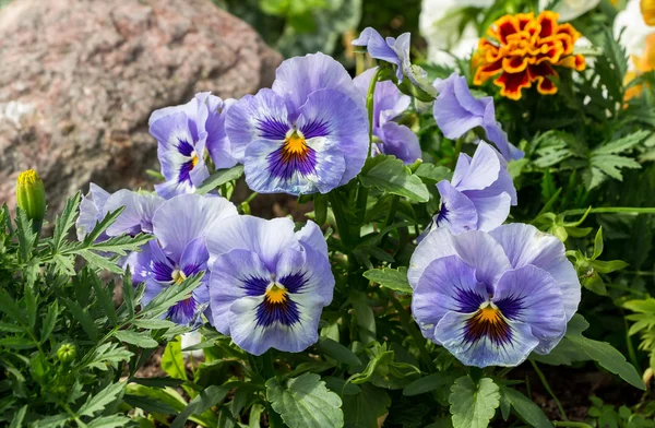 Beautiful pansies close up in garden. Spring flowers. Garden dec — Stock Photo, Image