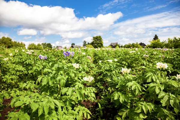 Visa på potatis plantagen på sommaren — Stockfoto