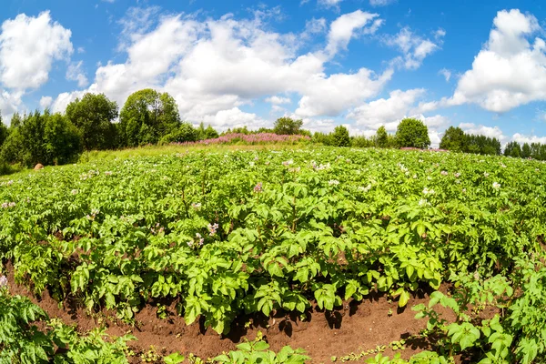 Visa på potatis plantagen på sommaren — Stockfoto