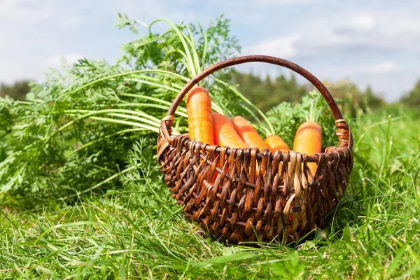 Trä korg med färska morötter med gröna blad på de — Stockfoto