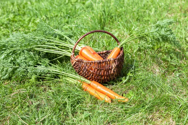 Cesto di vimini in legno con carote fresche con foglie verdi al — Foto Stock