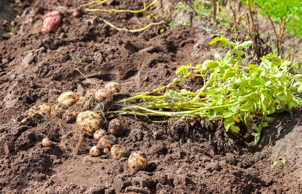 Pierwsze zbiory z ekologicznymi młode ziemniaki w lecie słoneczny — Zdjęcie stockowe