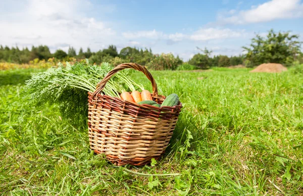 Wooden wicker basket with fresh carrots and cucumbers at the out — Stock Photo, Image