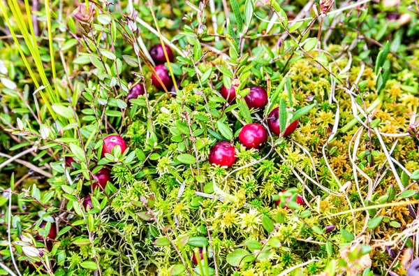 苔の中で成長する野生のクランベリー 野生の果実の秋の収穫 小さな緑の枝の上のクランベリー — ストック写真