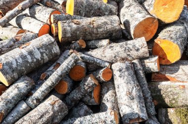 Kereste yığını, kesilmiş ağaçlar. Kesilmiş ve istiflenmiş odun