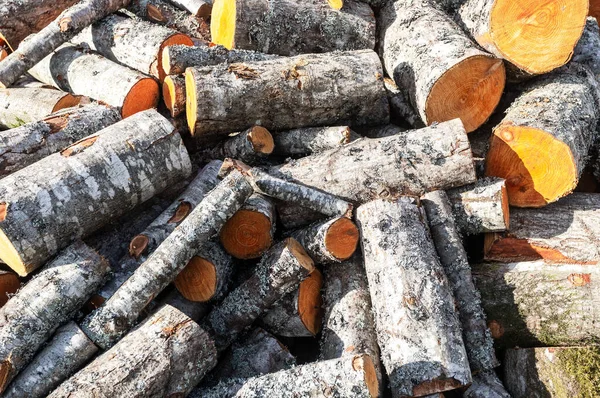 Stock Pile Timber Chopped Trees Chopped Stacked Firewood — Stock Photo, Image