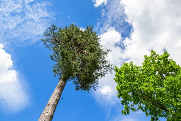 Crown Tall Pine Tree Head Forest Blue Sky Wild Nature — Stock Photo, Image