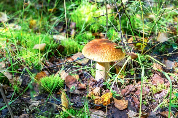 Yeşil yosun ve dökülen yapraklar içinde kahverengi başlıklı orman yenilebilir mantar. Boletus edulis