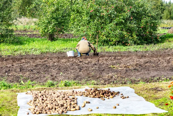 Young Woman Harvesting Potato Field — Stock Photo, Image