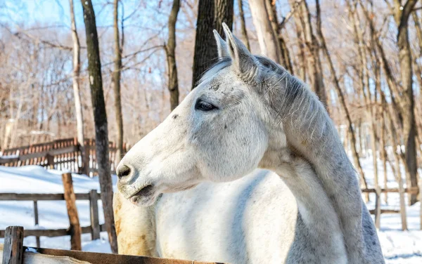 Testa Cavallo Bianco Alla Fattoria Inverno Giornata Sole — Foto Stock