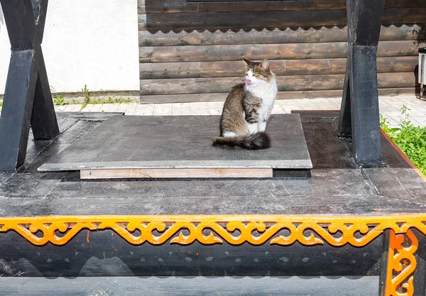 Alleen Grijze Kat Zittend Houten Tafel Zomerdag — Stockfoto