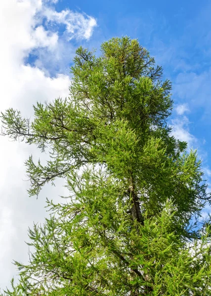 Crown Tall Larch Tree Head Forest Blue Sky Wild Nature — Stock Photo, Image