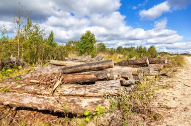 Güneşli bir yaz gününde, bir orman yolunun yakınındaki kırık ağaç kütükleri yığılmış. Ormanların yok edilmesi çevre sorunu