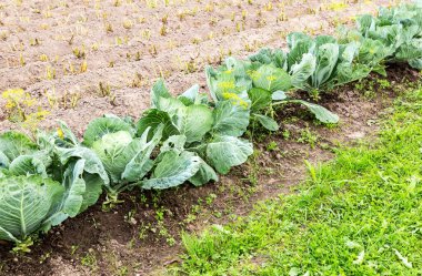 Sebze bahçesinde büyüyen genç yeşil lahana