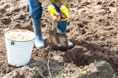 Bacak parçaları kürekle toprağı kazıyor. Patates toplamak için toprağı kazan kadın.