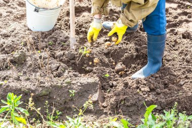 Bacak parçaları kürekle toprağı kazıyor. Patates toplamak için toprağı kazan kadın.