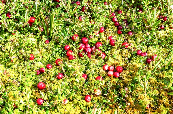 苔の中で成長する野生のクランベリー 野生の果実の秋の収穫 小さなクランベリー ブクランベリー 沼クランベリー 小さな緑の枝の上のクランベリー — ストック写真