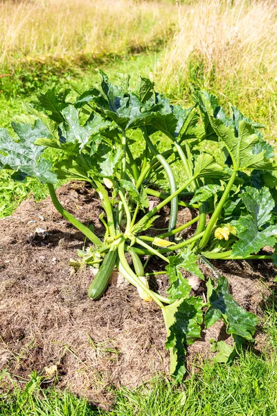 Vegetable marrow grows in the vegetables garden in summer