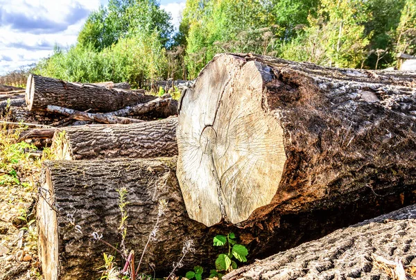 Tronchi Albero Rotti Vecchi Tagliati Accatastati Vicino Una Strada Forestale — Foto Stock