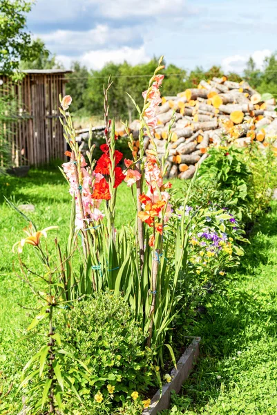 Gladiolus Çiçekleri Yazın Köyde Bir Çiçeklikte Yetişir — Stok fotoğraf