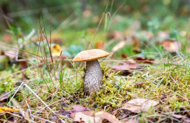 Sonbahar ormanında yeşil çimlerde yenilebilir mantar mantarı