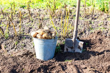 Metal kovada taze organik patatesler ve sebze bahçesinde kürek. Sahada patates hasadı