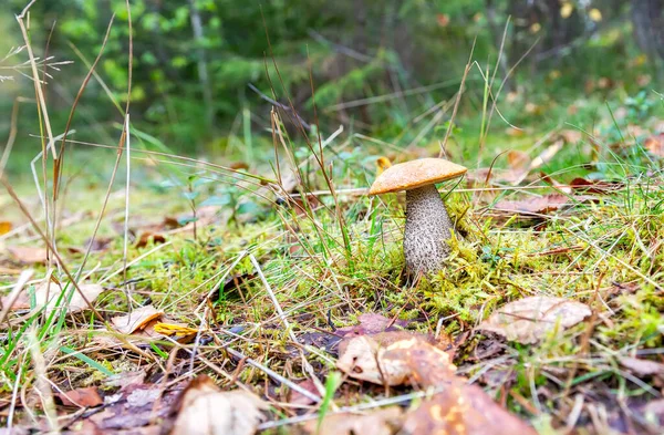 Bos Eetbare Boletus Paddestoel Het Groene Gras Close — Stockfoto