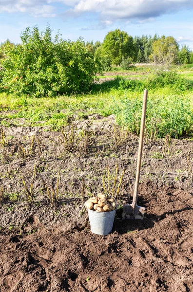 新鲜收获的有机土豆放在金属桶里 然后在菜园里铲起铁锹 田里的马铃薯收获 — 图库照片