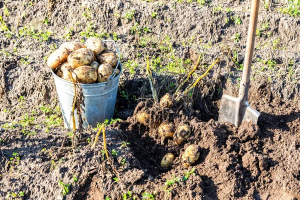 金属製のバケツで新鮮な有機ジャガイモを収穫し 野菜園でスペードをしました 畑でのジャガイモの収穫 — ストック写真