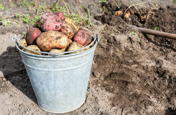 Patatas Recién Cosechadas Huerto Cosecha Patatas Campo — Foto de Stock