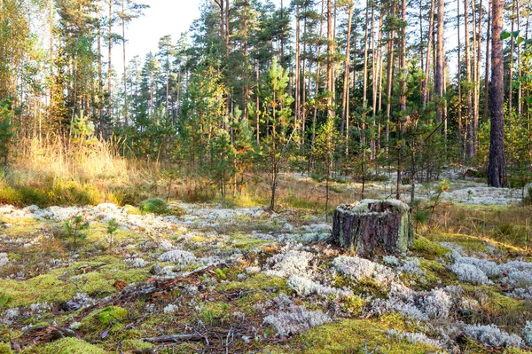 Morning Forest Pine Trees Beautiful Sunny Day Early Autumn Landscape — Stock Photo, Image