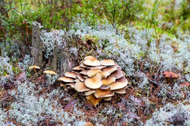 Küçük mantarlar ormandaki yaşlı bir ağaç gövdesinde yetişir.