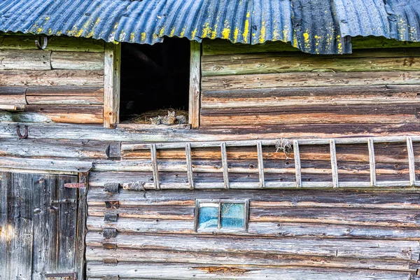 Lindos Gatos Sentados Heno Una Antigua Casa Rural Madera — Foto de Stock