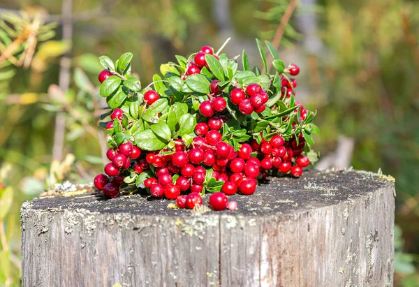 Arbusto Cowberry Vermelho Maduro Com Bagas Floresta — Fotografia de Stock