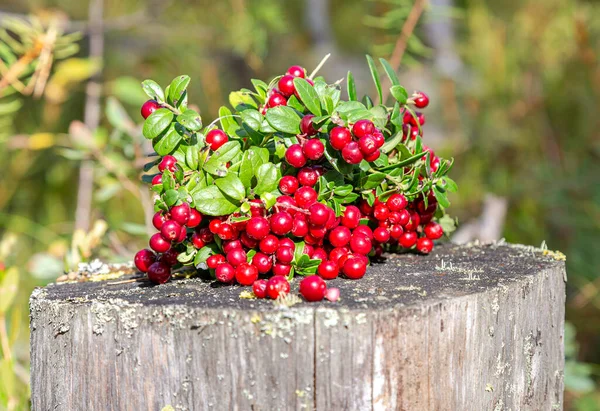 Rijp Rode Cowberry Struik Met Bessen Het Bos — Stockfoto