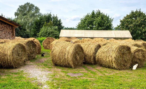 Hay Storage Harvested Bales Hay Cattle Agricultural Barn Canopy Bales — Stock Photo, Image