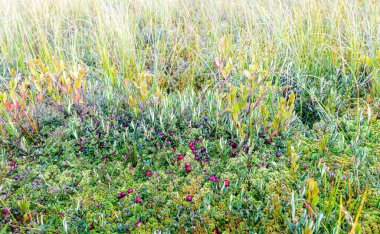 Yaban mersinleri yosunlarda yetişiyor, sonbahar yabani böğürtlen hasat ediyor. Küçük kızılcık, bataklık yaban mersini, yaban mersini. Küçük yeşil dallarda kızılcıklar