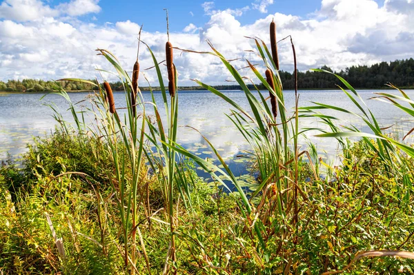 Bulrushes Cattails Lago Del Bosque Día Soleado —  Fotos de Stock