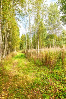 Güneşli bir sonbahar gününde huş ağacı ormanında yol 