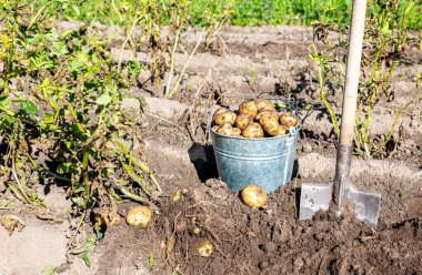 Metal kovada taze kazılmış patatesler ve güneşli bir günde tarlada kürek
