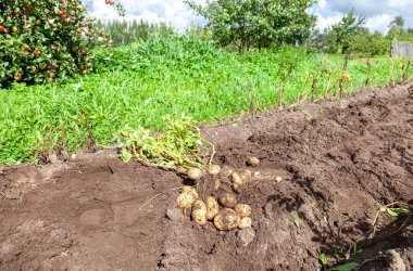 Patates tarlasında taze kazılmış organik patates. Sebze bahçesinde patates hasadı.