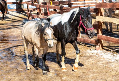 Güneşli bahar gününde çiftlikte güzel atlar