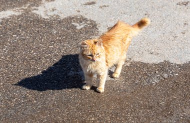 Güneşli bir günde evsiz, sevimli, yalnız, kızıl kedi yavrusu.