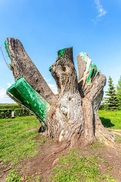 Large Stump Old Tree Big Trunk Summer Park — Stock Photo, Image
